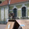 2010 DÖK nap