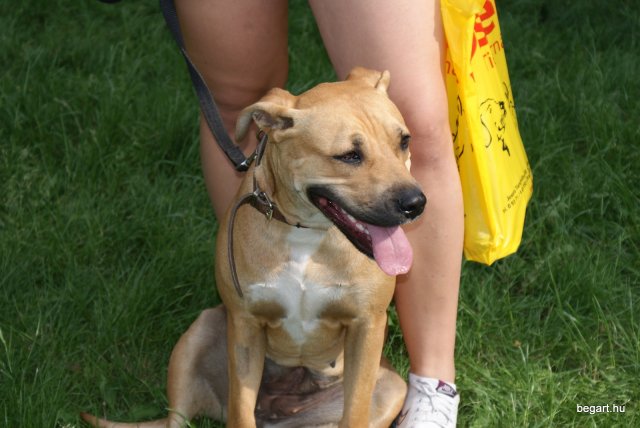 Gyereknap