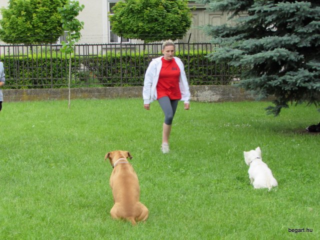 Gyereknap