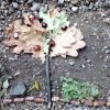 Land Art