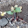 Land Art