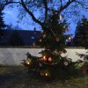 December a Zengőerdőben
