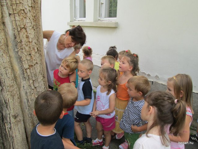 Zengőerdő - KÖZFOGLALKOZTATOTTAK NAPJA