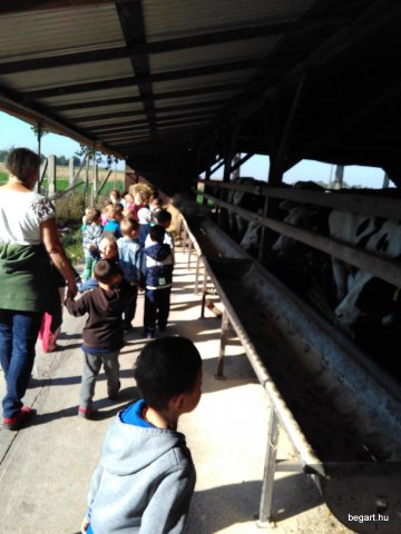 Baukó farm