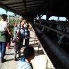 Baukó farm